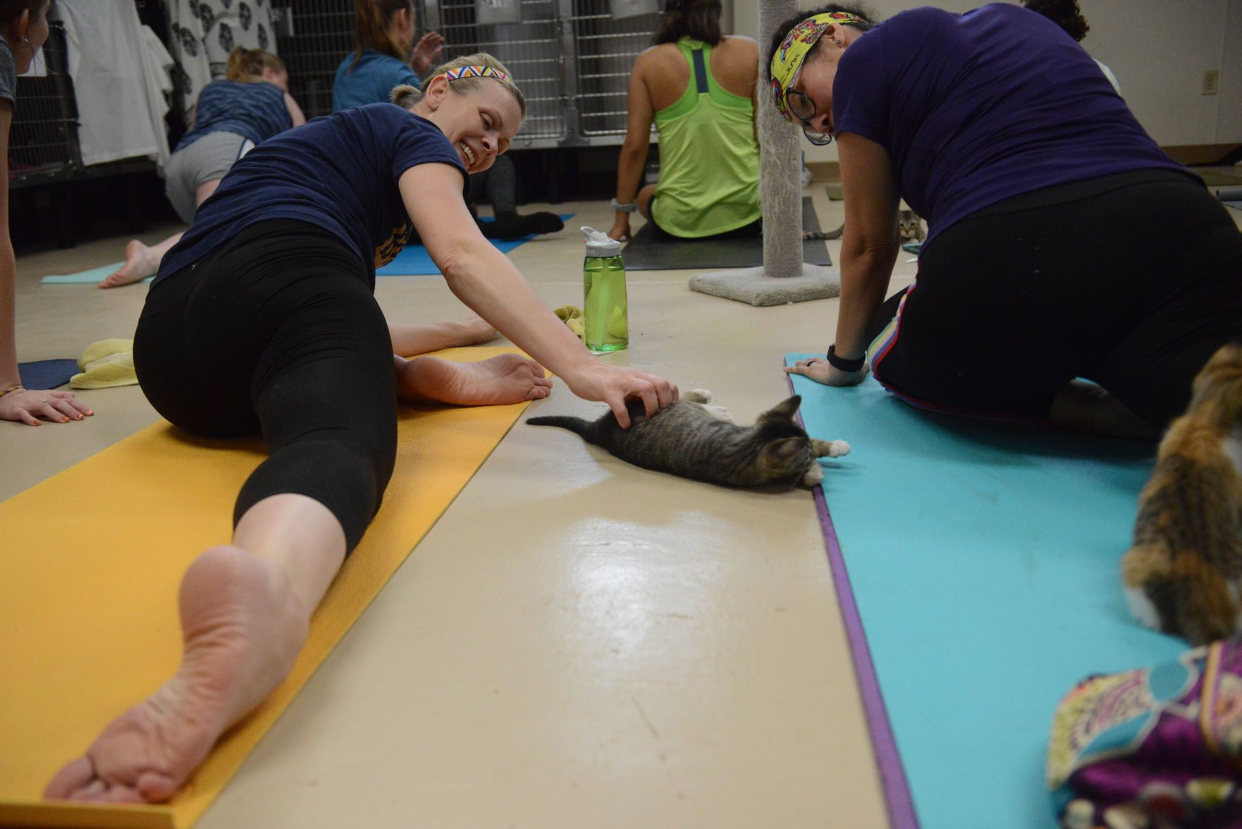 Cat Yoga at Aggieland Humane Society